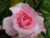Sample 3 – Rose