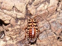 Sample 5 – Cockroach