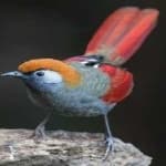 Sample 6 – Red tailed thrush