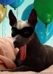 Sample 5 – Mexican hairless