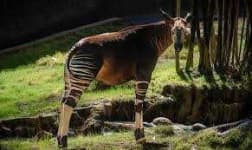 Sample 6 – Okapi