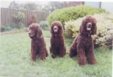 Sample 1 – Irish water spaniel