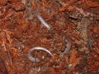 Sample 5 – Thunder snake