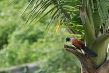 Sample 5 – Coucal
