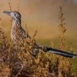 Sample 2 – Roadrunner