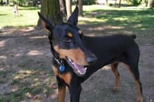Sample 2 – Doberman