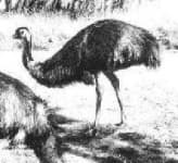 Emu image dataset preview