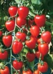 Sample 1 – Tomato