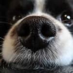 Sample 3 – Dog nose