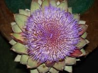 Sample 7 – Artichoke flower