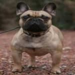 Sample 1 – Bulldog