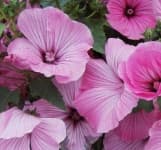 Sample 6 – Tree mallow