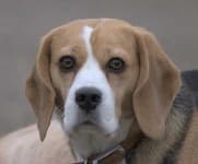Sample 4 – Beagle