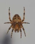 Sample 5 – Garden spider