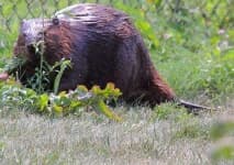 Sample 6 – Beaver