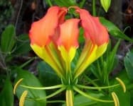 Sample 5 – Fire lily