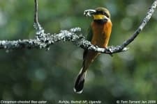 Sample 1 – Bee eater
