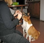 Sample 3 – Basenji