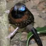 Sample 6 – Antbird