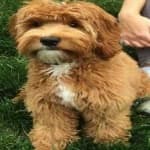 Sample 6 – Labradoodle