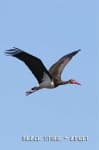 Sample 5 – Black stork
