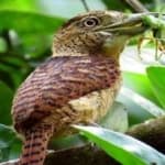 Sample 1 – Barred puffbird