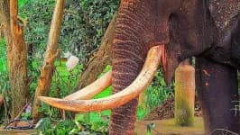 Sample 1 – Tusker