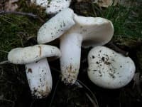 Sample 5 – Lactarius