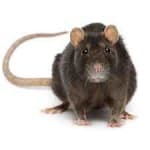 Sample 4 – Rat