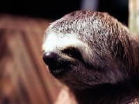 Sample 1 – Three toed sloth