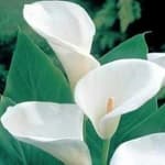 Sample 4 – Giant white arum lily