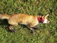 Sample 4 – Kit fox