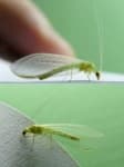 Sample 6 – Lacewing