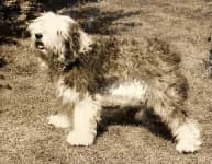 Sample 3 – Old english sheepdog