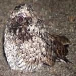 Sample 2 – Common poorwill