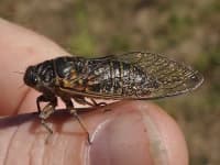 Sample 3 – Cicada