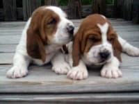 Sample 4 – Basset