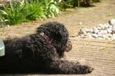 Sample 4 – Lakeland terrier