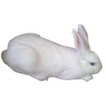 Sample 2 – Rabbit