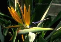 Sample 17 – Bird of paradise flower