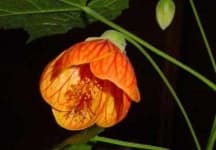 Sample 1 – Mallow