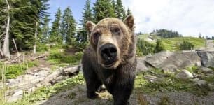 Sample 2 – Bear