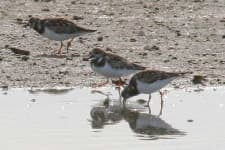 Sample 2 – Ruddy turnstone