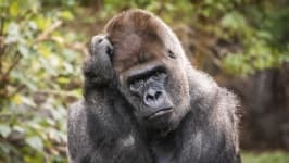 Sample 6 – Gorilla