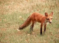 Sample 5 – Red fox