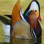 Sample 6 – Mandrin duck