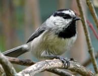 Sample 2 – Chickadee