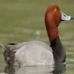 Sample 3 – Red headed duck