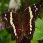 Sample 5 – Banded butterfly