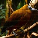 Sample 1 – Capuchinbird